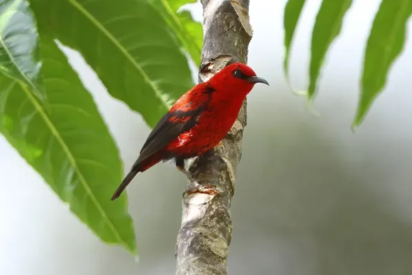 File:Myzomela wakoloensis wakoloensis 416830982 (cropped).jpg