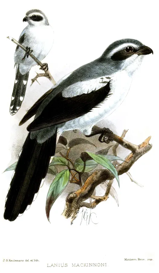File:LaniusMackinnoniKeulemans.jpg