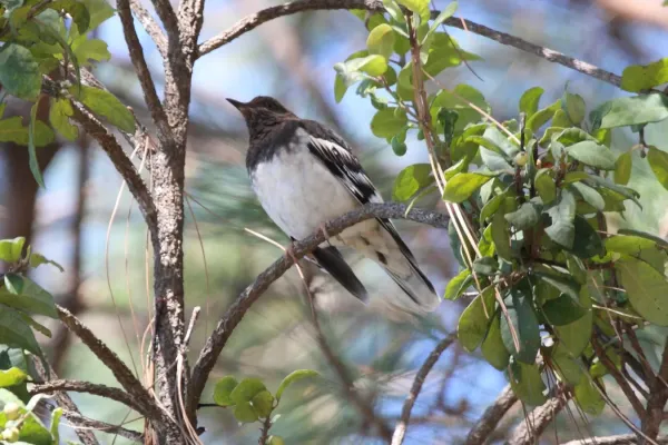 File:Aztec Thrush (Ridgwayia pinicola).jpg
