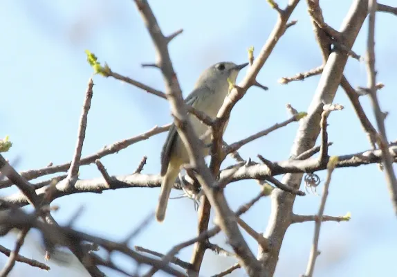 File:Dwarf Vireo (Vireo nelsoni).jpg