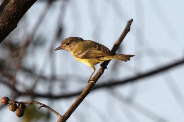 File:Bell's Vireo (Vireo bellii medius).jpg
