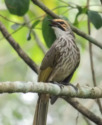 File:Straw-headed bulbul (Pycnonotus zeylanicus) by Michael MK Khor-CC BY 2 0 (52458035477).jpg