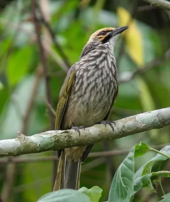 File:Straw-headed bulbul (Pycnonotus zeylanicus) by Michael MK Khor-CC BY 2 0 (52458035432).jpg