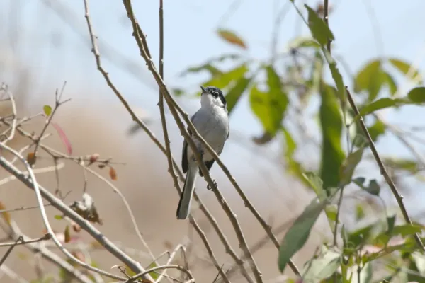 File:White-lored Gnatcatcher (Polioptila albiloris).jpg