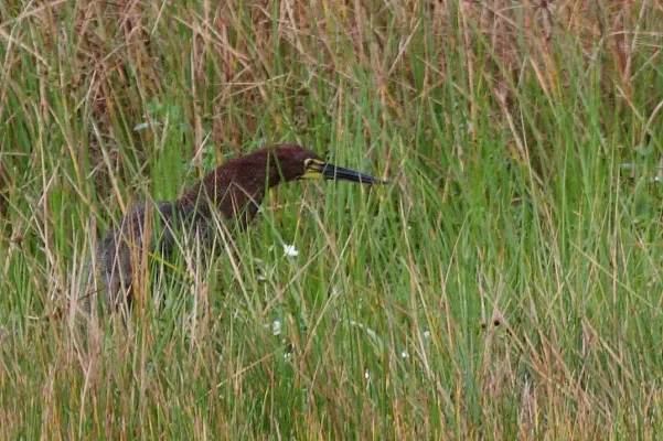 File:Rufescent Tiger-heron (Tigrisoma lineatum).jpg