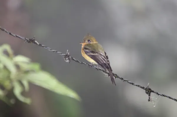 File:Tufted Flycatcher (Mitrephanes phaeocercus).jpg