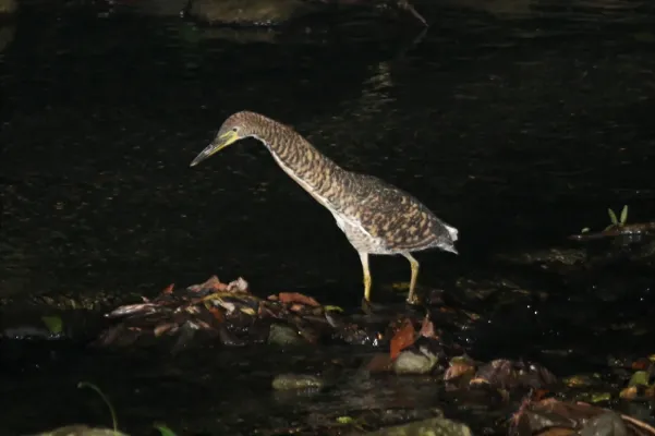File:Faciated Tiger-Heron (Tigrisoma fasciatum).jpg