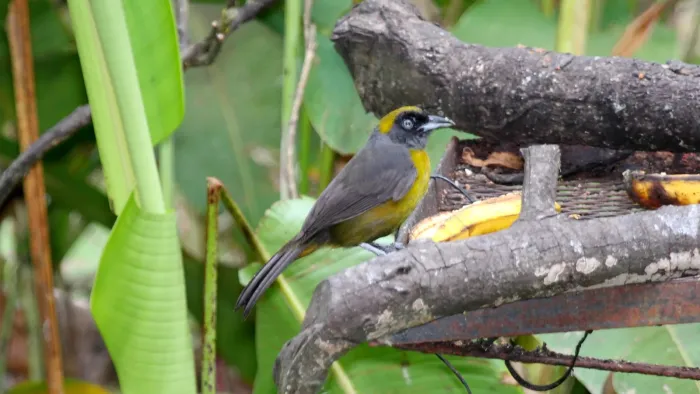 File:Dusky-faced Tanager (Mitrospingus cassinii).jpg