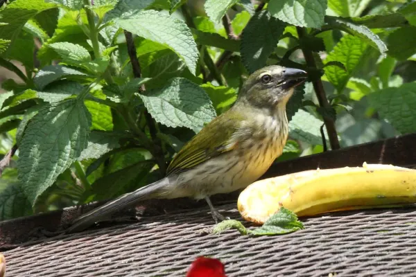 File:Streaked Saltator (Saltator striatipectus).jpg