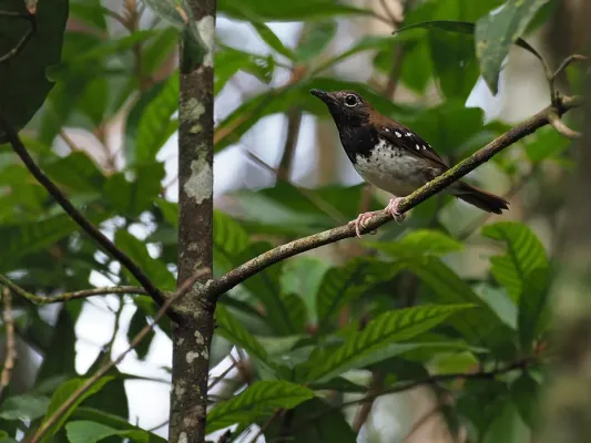 File:Geokichla dumasi - James Eaton - 416866141.jpeg