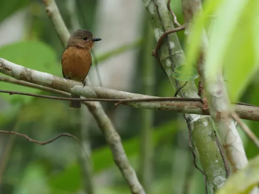 File:Pachycephala griseonota johni - James Eaton - 416866180.jpeg