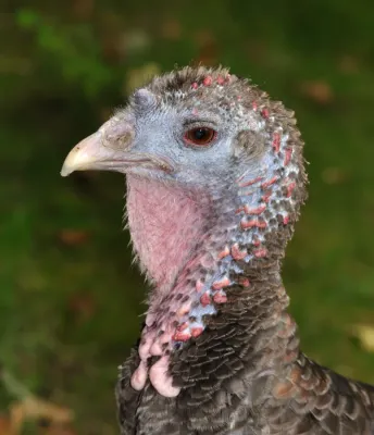 File:Meleagris gallopavo qtl1.jpg