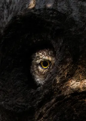 File:Spotted owl (Strix occidentalis), Gaibandha, Bangladesh (3).jpg