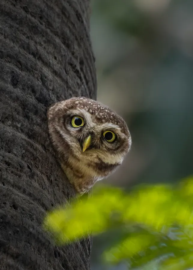 File:Spotted Owlet (Athene brama), National Botanical Garden, Bangladesh (2).jpg