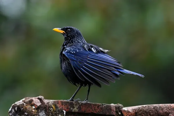 File:Blue whistling thrush (Myophonus caeruleus) 01.jpg