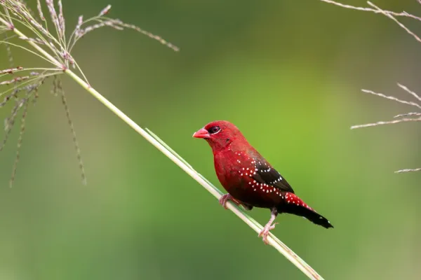 File:Red avadavat (Amandava amandava) 9720.jpg