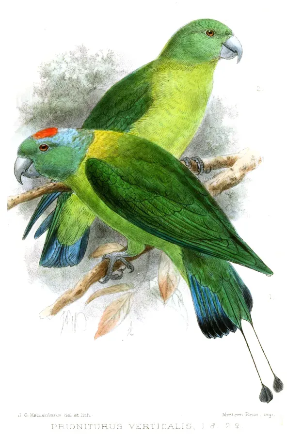 File:PrioniturusVerticalisKeulemans.jpg
