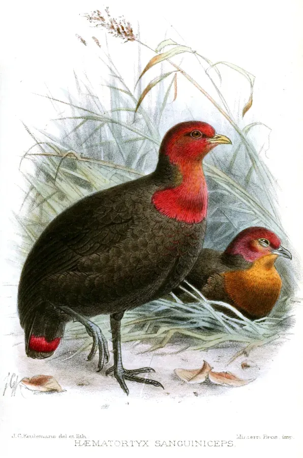 File:HaematortyxSanguinicepsKeulemans.jpg