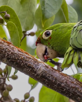 File:Psittacara mitratus 364407004.jpg