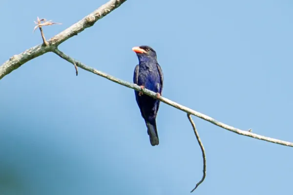 File:2015-09-13 Eurystomus azureus, Halmahera Timur, Indonesia.jpg