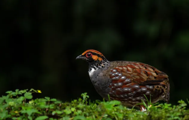File:পাহাড়ি তিতির (Arborophila torqueola), সেঞ্চাল, দার্জিলিং, পশ্চিমবঙ্গ - DSC8295.jpg