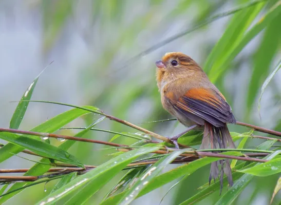 File:সুতোরো( Suthora fulvifrons),সেঞ্চাল,দারজিলিং, পশ্চিমবঙ্গ.DSC8497.jpg