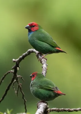 File:Erythrura pealii 60382666.jpg
