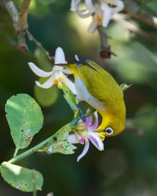 File:শ্বেতাক্ষী (Zosterops palpebrosus), হাজারিখিল বন্যপ্রাণী অভয়ারণ্য, বাংলাদেশ.jpg