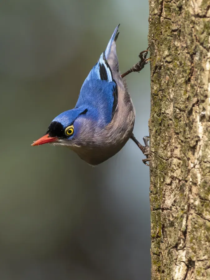 File:কালাকপাল বনমালী (Sitta frontalis), সুন্দরবন, বাংলাদেশ.jpg