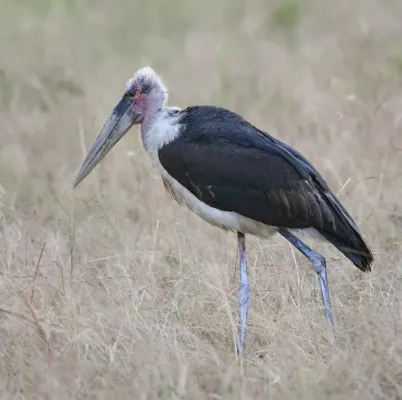 File:Marabou stork, Leptoptilos crumeniferus edit1.jpg