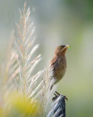 File:Striated babbler (Argya earlei).jpg