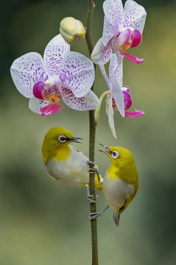File:Indian white-eye (Zosterops palpebrosus), Nadia, West Bengal, India - 5041.jpg