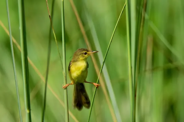 File:Yellow-bellied prinia (Prinia flaviventris), Dankuni, West Bengal, India.jpg
