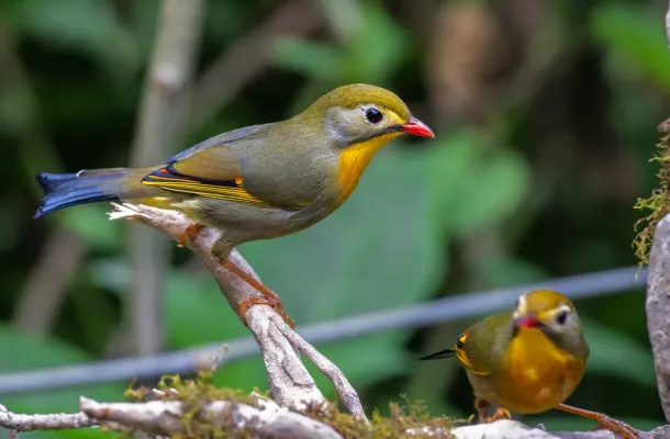 File:লালনাকুয়া (Leiothrix lutea) ,লাটপাঞ্চার,কার্শিয়ং, পশ্চিমবঙ্গ.DSC9875.jpg