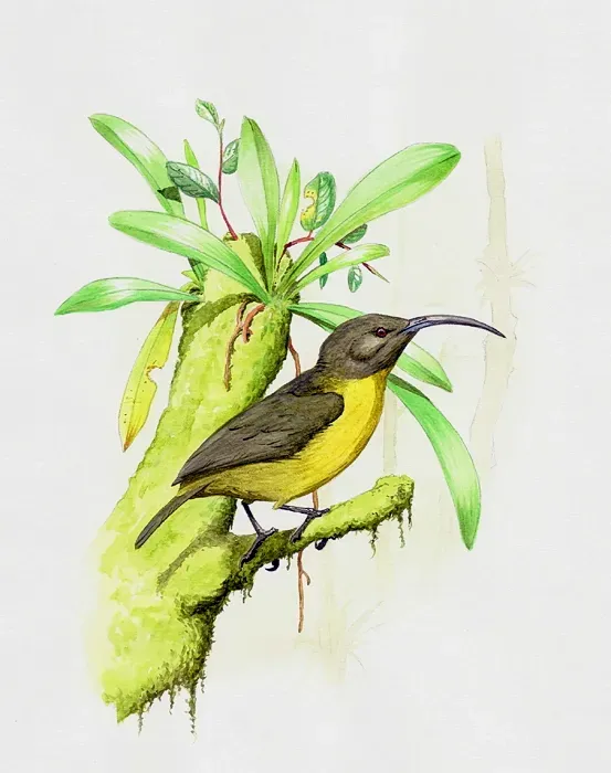 File:Toxorhamphus poliopterus.jpg
