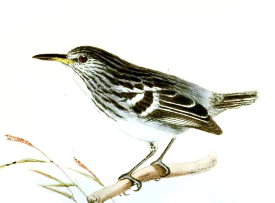 File:MyrmotherulaSurinamensisWolf.jpg