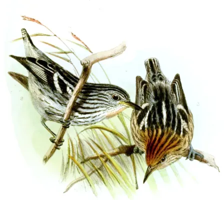 File:MyrmotherulaMultostriataWolf.jpg