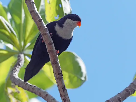 File:Vini peruviana 395655023.jpg