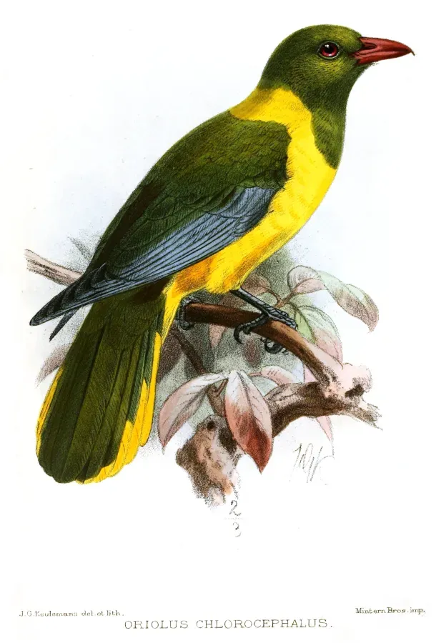 File:OriolusChlorocephalusKeulemans.jpg