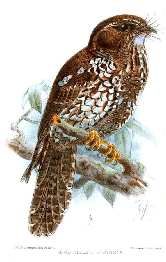 File:AegothelesInsignisKeulemans.jpg