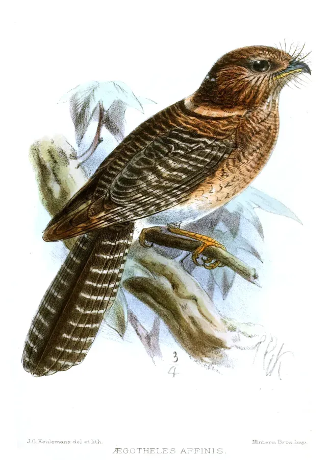 File:AegothelesAffinisKeulemans.jpg