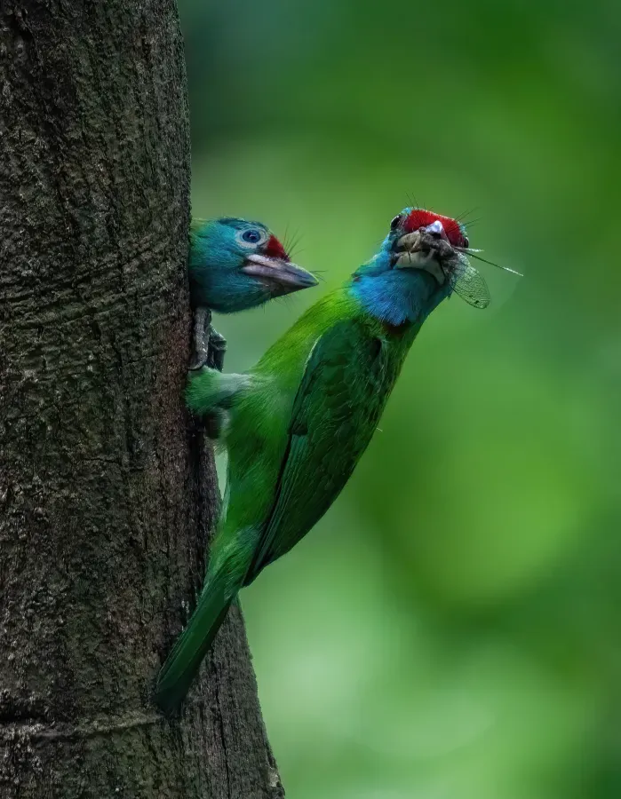File:নীল গলা বারবেট, Psilopogon asiaticus, সাতছড়ি জাতীয় উদ্যান, সিলেট, বাংলাদেশ.jpg