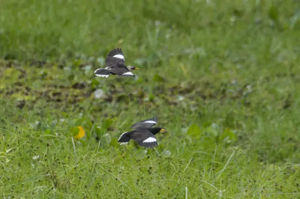 File:Acridotheres grandis × leucocephalus.jpg