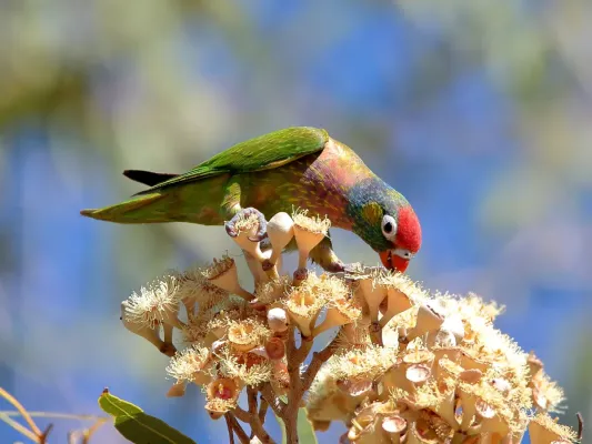 File:Psitteuteles versicolor 93913338.jpg