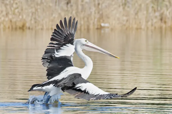File:Pelecanus conspicillatus - Austins Ferry pouncing 1.jpg