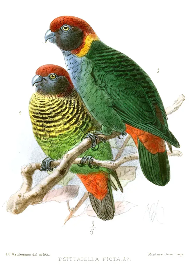 File:PsittacellaPictaKeulemans.jpg
