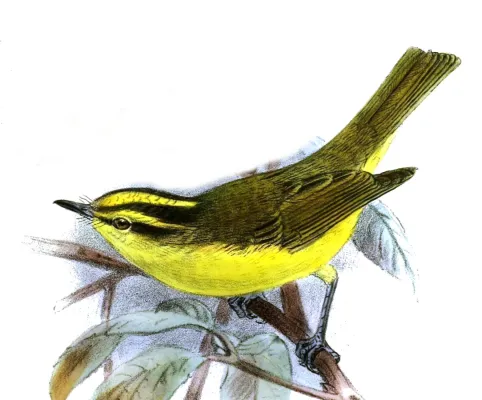 File:PhylloscopusRickettiKeulemans.jpg
