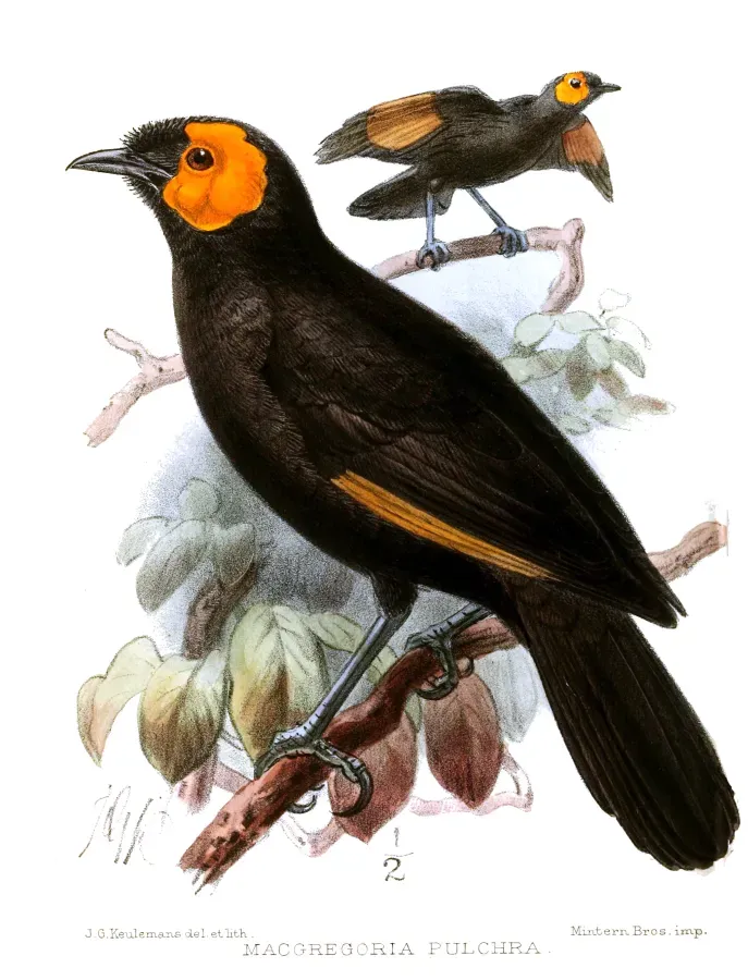 File:MacgregoriaPulchraKeulemans.jpg