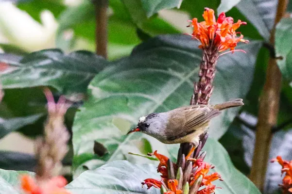 File:Black-chinned yuhina (Yuhina nigrimenta), Latpanchar, West Bengal, India 04.jpg