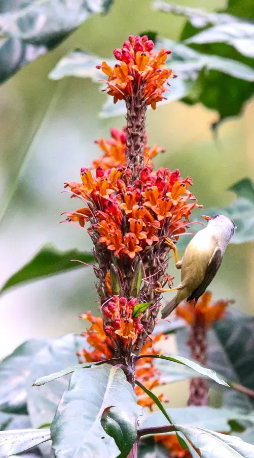 File:Black-chinned yuhina (Yuhina nigrimenta), Latpanchar, West Bengal, India 01.jpg
